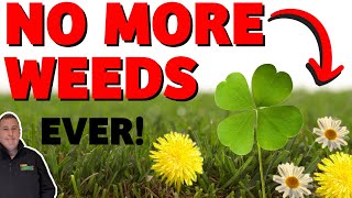 How to kill weeds in your lawn  clover daisy dandelions  WEED FREE LAWN the EASY way [upl. by Eelirol]