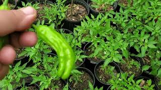 I grow Peppers Look at my Shishito pepper plants while I talk [upl. by Ennazzus]