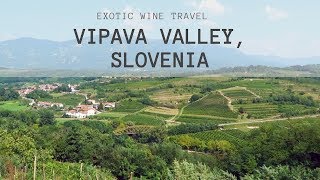 Slovenian Wine  Rebula Ribolla Gialla from Vipava Valley [upl. by Dorsman]