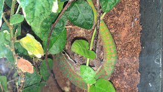 MALE BLUETAILED DAY GECKO UNBOXING Phelsuma cepediana [upl. by Bronny]