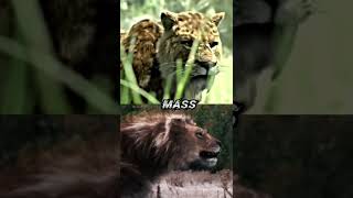 Smilodon Populator vs American Lion shorts 1v1 lion cats paleontology [upl. by Enywtna]