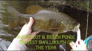 EP 67 Bass Fishing Maine Sheepscot and Beech Ponds Nice Smallmouth Vibe Sea Ghost 130 [upl. by Andrej]