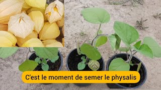 Comment faire pousser le physalis en 3 temps  2022 [upl. by Feliza227]