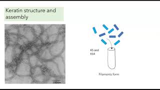 Intermediate Filaments [upl. by Ellenid262]