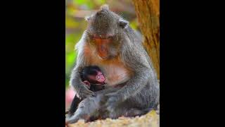 Gorgeous newly baby monkey [upl. by Adnawyek]