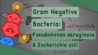 Gram Negative Bacteria Pseudomonas aeruginosa and Escherichia coli [upl. by Nore154]