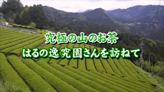 究極の山のお茶 はるの逸究園Japanese green tea from Haruno townHamamatsu [upl. by Aicyla]