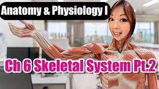 Ch 6 Skeletal System Part 2 [upl. by Stan540]