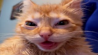 FUNNY CATS MEMES COMPILATION V38 [upl. by Ahserb]