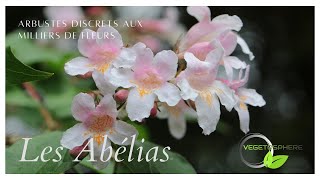 Abelia un arbuste discret avec des milliers de fleurs arbuste vegetosphere abelia [upl. by Attaynik]