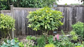 Pruning a Tree Formed Aucuba Japonica Gold Dust Plant  July 8 [upl. by Yasmeen]