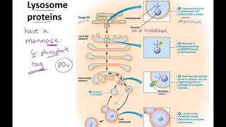 Endosomes to Lysosomes lecture [upl. by Garreth]