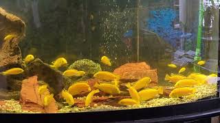 Yellow Lab Cichlids 09 28 2024 [upl. by Aramaj]