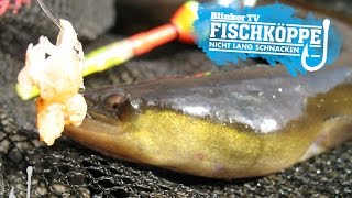 Eine unerwartete Wendung  Aalangeln mit den Fischköppen HD [upl. by Amick]