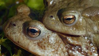 The Surprisingly Violent Mating Ritual of the Common Toad 4K [upl. by Herald724]