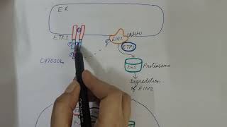 Ethylene Signaling Pathway Plant Physiology [upl. by Piwowar]