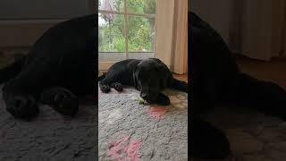 Mayfieldgarden Labradors quotWas ist das Leckeresquot Die Rest von Papas Birne labradorwelpen [upl. by Sheeran]