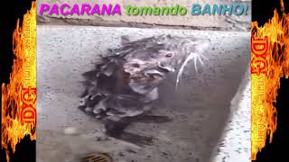 PACARANA tomando BANHO meme animal [upl. by Arahd]