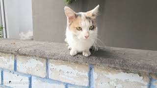 Very Friendly Cute Calico Cat [upl. by Eninnaj552]