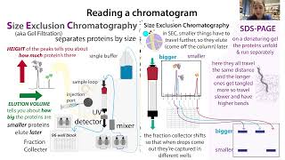 Interpreting amp working with protein chromatography chromatograms  wpractical look on an AKTA [upl. by Enomad]