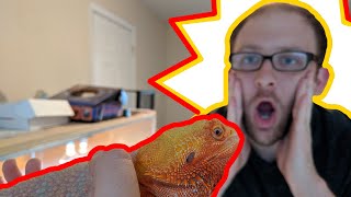 The Best Beginner REPTILE  Comprehensive Bearded Dragon Care Guide [upl. by Ellerrehc]