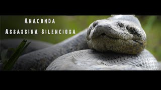 Anaconda Assassina Silenciosa [upl. by Onitselec]