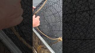 Catching Catfish In Wire Nets viralvideo music fishing fish trap viralshorts like share [upl. by Lizzie40]