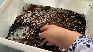 Mixing soil for repotting my Begonia Rex [upl. by Ailema]