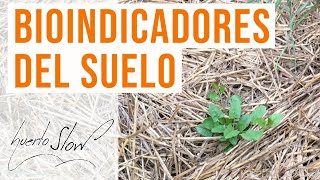 Bioindicadores del suelo [upl. by Ahseral]