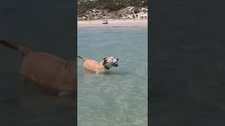 Aldinga beach ⛱️pittielife dontbullymybreed soundcloudartist gentlepittie pibble [upl. by Drake]