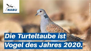 Die Turteltaube  Vogel des Jahres 2020 [upl. by Anitniuq]