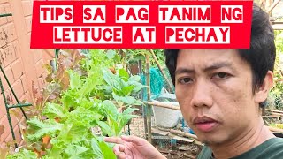 Tips sa pag tanim ng lettuce at pechay sa backyard garden [upl. by Thorwald]