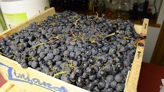 How To Make Red Wine From Grapes Destemming amp Crushing [upl. by Gosser]