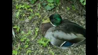 visite du parc animalier de fouchy [upl. by Stearns]