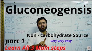 Gluconeogenesis  Steps  Enzymes  Definition  Process  part 1 [upl. by Tyson507]