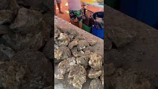 Ostiones de piedra en Mazatlán [upl. by Naivaf]