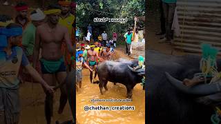 Mangalore Kambala Team Sastana shorts [upl. by Eimot]