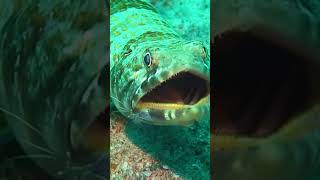 Marine Life Vlog  Sand Diver amp Pederson Cleaner Shrimp short sxm [upl. by Blanc]