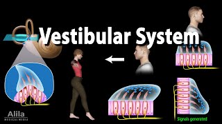 The Vestibular System Animation [upl. by Yelekreb647]