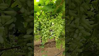 Grow Grapes Plants at Home 🍇 Using Aloevera plants garden farming shorts [upl. by Yretsym]