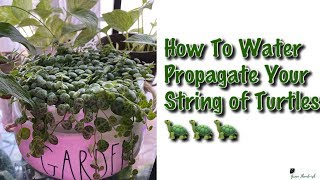 How To Water Propagate String of Turtles  Peperomia Prostrata 🐢 [upl. by Joe]