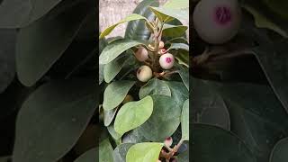 MISTLETOE FIG lenlineofwvlog0601 [upl. by Sedinoel552]