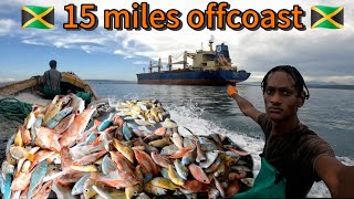 🇯🇲HogfishSnappersParrot fishyellow jackCatch amp SellComercial Netfishing 15 miles offcoast🇯🇲💯 [upl. by Ycniuqed]