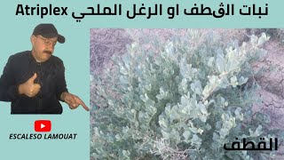 نبات الڨطف او الرغل الملحي Atriplex [upl. by Eelimaj594]