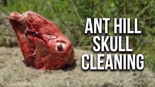 Ant Hill Skull Cleaning Does it work [upl. by Halford]