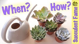 How To Water Succulents Tips to Keep Them Alive [upl. by Akemrehs]