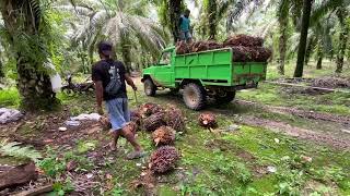 Harga sawit hari ini bikin petani bahagia hasil dari kebun sawit 2 ha [upl. by Naerad]