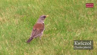 Kwiczoł Turdus pilaris [upl. by Av]