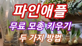 파인애플 무료모종 키우는 2가지 방법 how to grow free pineapple seedling in two method 파인애플자르기 파인애플키우기 [upl. by Carboni]