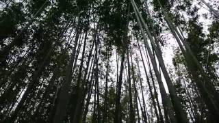 Bamboo Forest Arashiyama Bamboo Grove or Sagano Bamboo Forest in Kyoto Japan [upl. by Kohcztiy]